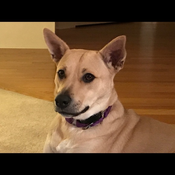 Profile Picture of Sharon Bellizzi (@sbellizz) on Poshmark