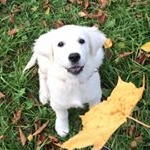 Profile Picture of Berta The Golden Retriever (@berta.golden) on Instagram