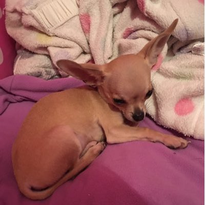 Profile Picture of Amelia Allison (@AmeliaA18046109) on Twitter