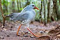Kagu - Wikipedia - Wikipedia Profile Picture of Kagu - Wikipediaon Wikipedia