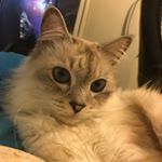 Profile Picture of Michael Arvanitis (@arvanitis.michael) on Instagram