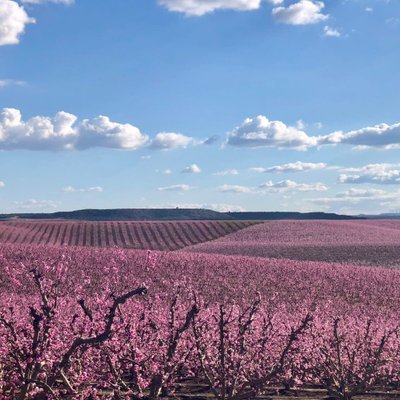 Profile Picture of Rosa Gené Cases (@CasesGene) on Twitter