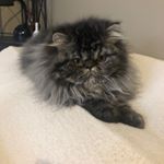 Profile Picture of Michael Dueck (@puppykittenworld) on Instagram