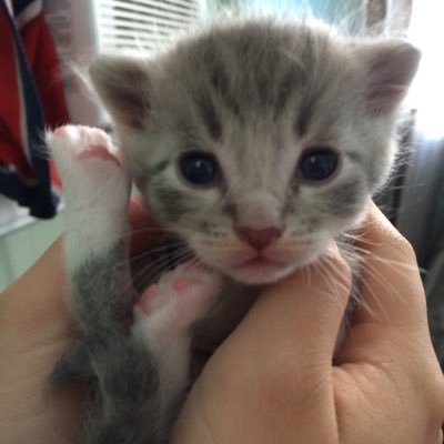 Profile Picture of Caleb R Piper (@therealronzoni) on Twitter