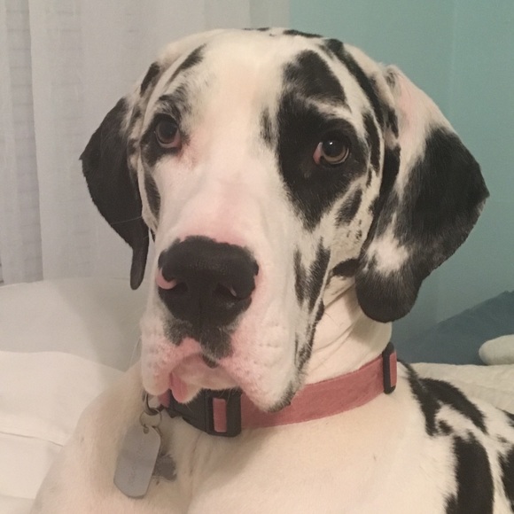 Profile Picture of Lisa Caviani (@lcaviani) on Poshmark