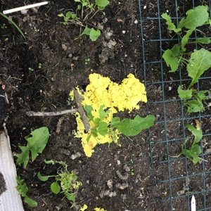 Elizabeth Grist - Twitter Profile Picture of Elizabeth Grist (@GristElizabeth) on Twitter