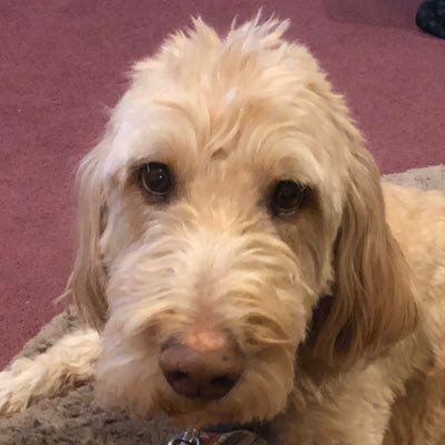 Profile Picture of Erik Everitt (@Eevee_Kid_YT) on Twitter