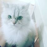 Profile Picture of 차밍 (@chamin_chamin_) on Instagram