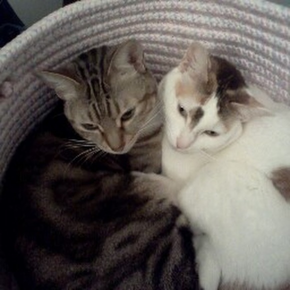 Profile Picture of Sun yong Powell (@kaynahdi40) on Poshmark