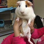 Profile Picture of Pe (@hopeliu_) on Instagram