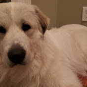 Profile Picture of Paul Ellis (@paulellis3021) on Youtube