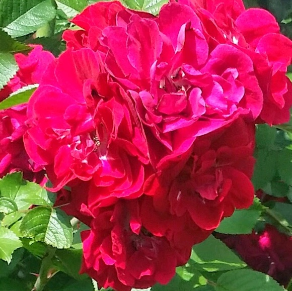 Profile Picture of Glenda Craig (@missmarie_1961) on Poshmark