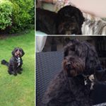 Profile Picture of Toby_the_pooch (@toby_tate5678) on Instagram