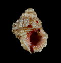 Profile Picture of Lampasopsis rhodostomaon Wikipedia