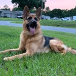 Profile Picture of Jimmy (@adventures_with_klaus) on Instagram