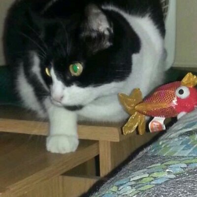 Profile Picture of Dawn Havran (@e05359b0ea48438) on Twitter