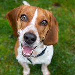 Profile Picture of Norman Miller (@norman_the_beagle_basset_hound) on Instagram