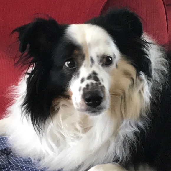 Profile Picture of Tricia Limoli (@tlimoli) on Poshmark