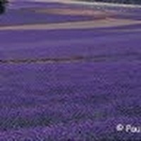 Profile Picture of Roopa Gowda (@roopa-gowda-4) on Quora