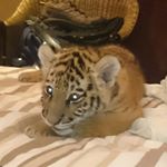 Profile Picture of Bradley Walker Botten (@bradley.botten) on Instagram