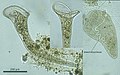 Profile Picture of Stentor (ciliate)on Wikipedia