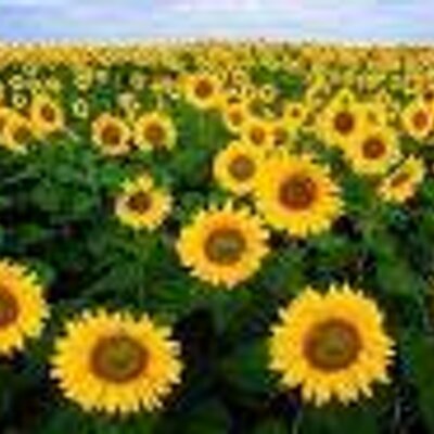 Profile Picture of Clara John (@clarajohn007) on Twitter