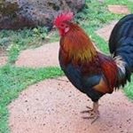 Profile Picture of Elijah Vaughn (@floridaman50000) on Instagram