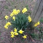 Cynthia Brian Lanham - Instagram Profile Picture of Cynthia Brian Lanham (@cynthiabrianallyson) on Instagram