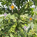 Profile Picture of Chris Kering (@chris.kering.1) on Facebook