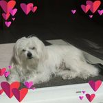 Profile Picture of Chantal Mannino (@chantalmannino) on Instagram