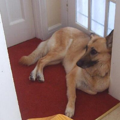 Profile Picture of Carol Spicer (@@CarolSpicer2) on Twitter