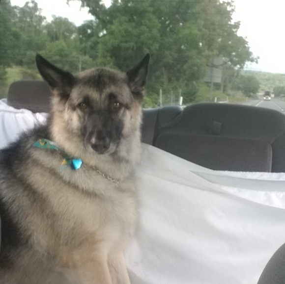 Profile Picture of Chasity Fink (@mamabear1645) on Poshmark