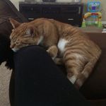 Profile Picture of Kinsey, Todd, Evan, Janet Fam (@rusty_the_tiger_cat) on Instagram