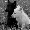 Profile Picture of Kelso and Sam (@wallflowerwolves) on Flickr