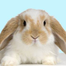 Profile Picture of Zoey Peterson (@pz23121) on Pinterest