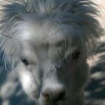 Profile Picture of Christopher Kuhn (@christopher.kuhn.397) on Instagram