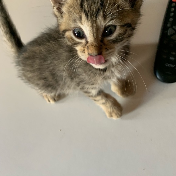 Profile Picture of L Lindblade (@thetech) on Poshmark