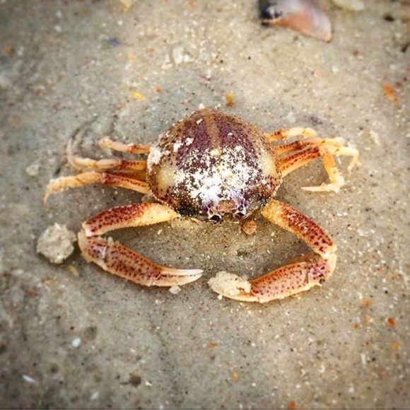 Profile Picture of Elaine Vulcano (@emvp74) on Poshmark