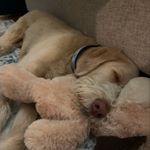 Profile Picture of Robert Cornfield (@robertcornfield) on Instagram