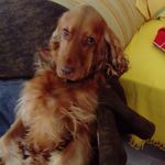 Profile Picture of Joanna Cassandra Lutze (@joanna_and_maik) on Instagram