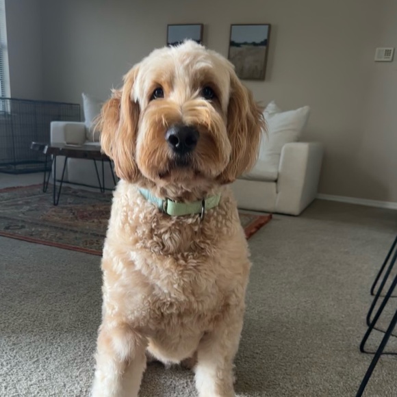 Profile Picture of Cindy Frausto (@cgfrausto1) on Poshmark