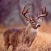 Profile Picture of Curt Chambers (@curt.chambers.52) on Facebook