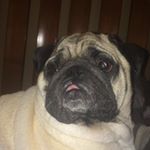 Profile Picture of Forrest Stuart (@forrestthepug1) on Instagram