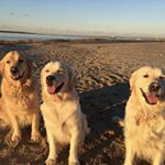 Profile Picture of Jack. Jill. Elliot. Howard. (@fourgoldendogs) on Instagram