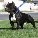 Profile Picture of Anthony Villarreal Immortal Kennels (@immortalkennels) on Pinterest