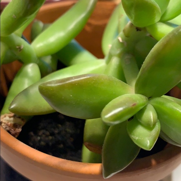 Toniana Rispoli - Poshmark Profile Picture of Toniana Rispoli (@tonianar) on Poshmark