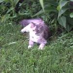 Profile Picture of Roger Harman (@rogerharman) on Instagram