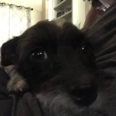 Profile Picture of Mandy Puckett (@puppylvr79) on Twitter