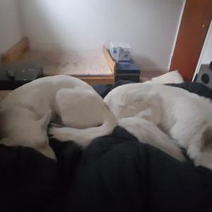 Profile Picture of Justin Alward (@AlwardJustin) on Twitter