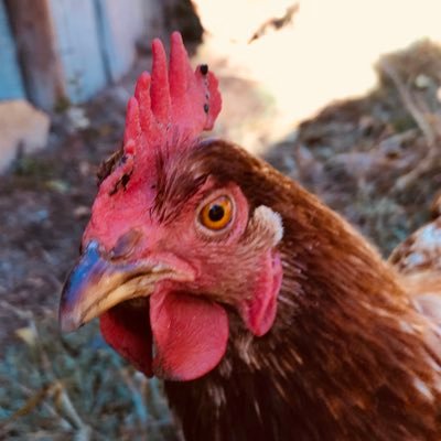 Profile Picture of  💧andy Good (@andyg00d) on Twitter